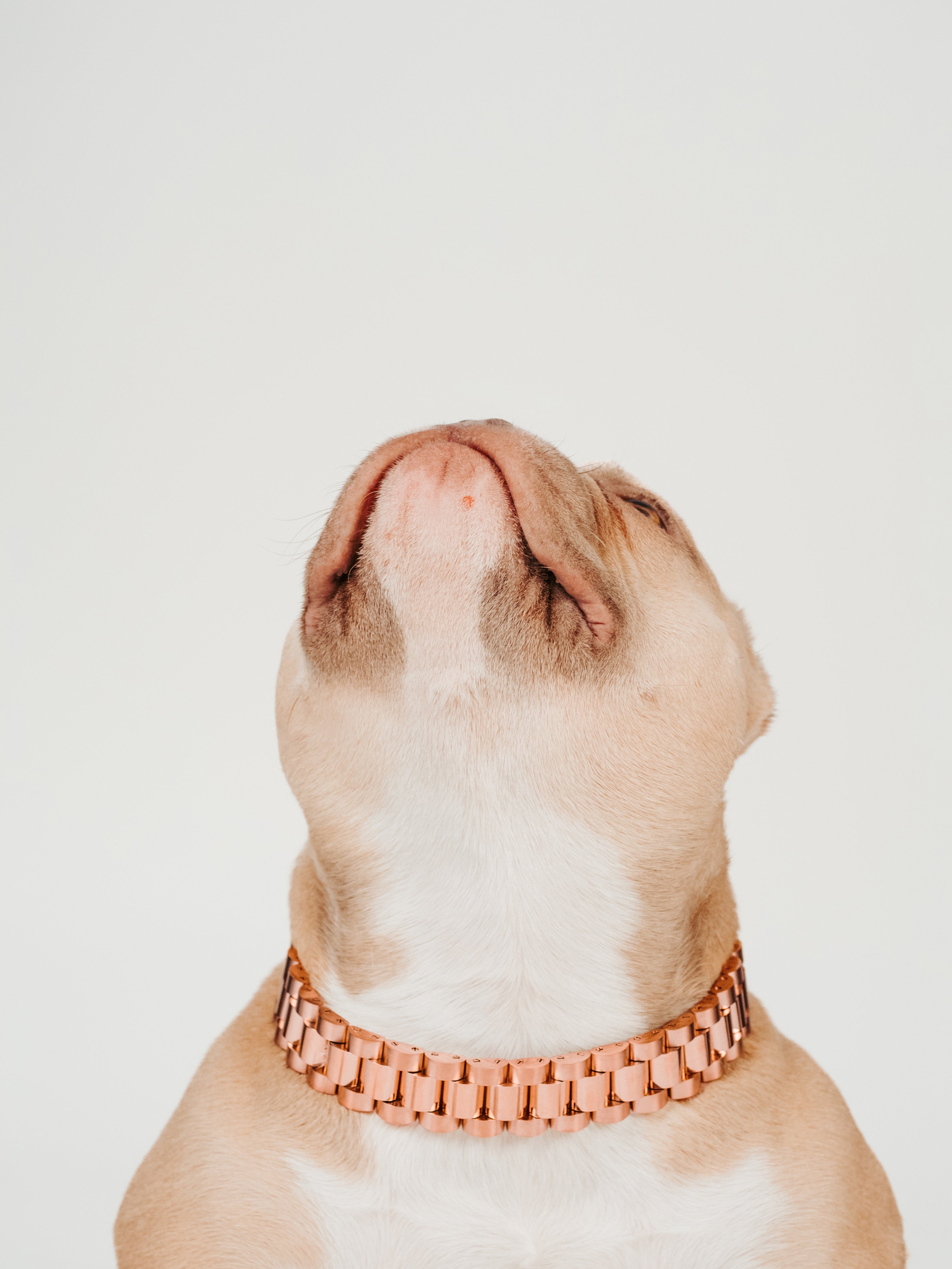 DeadPrez: Rose Gold