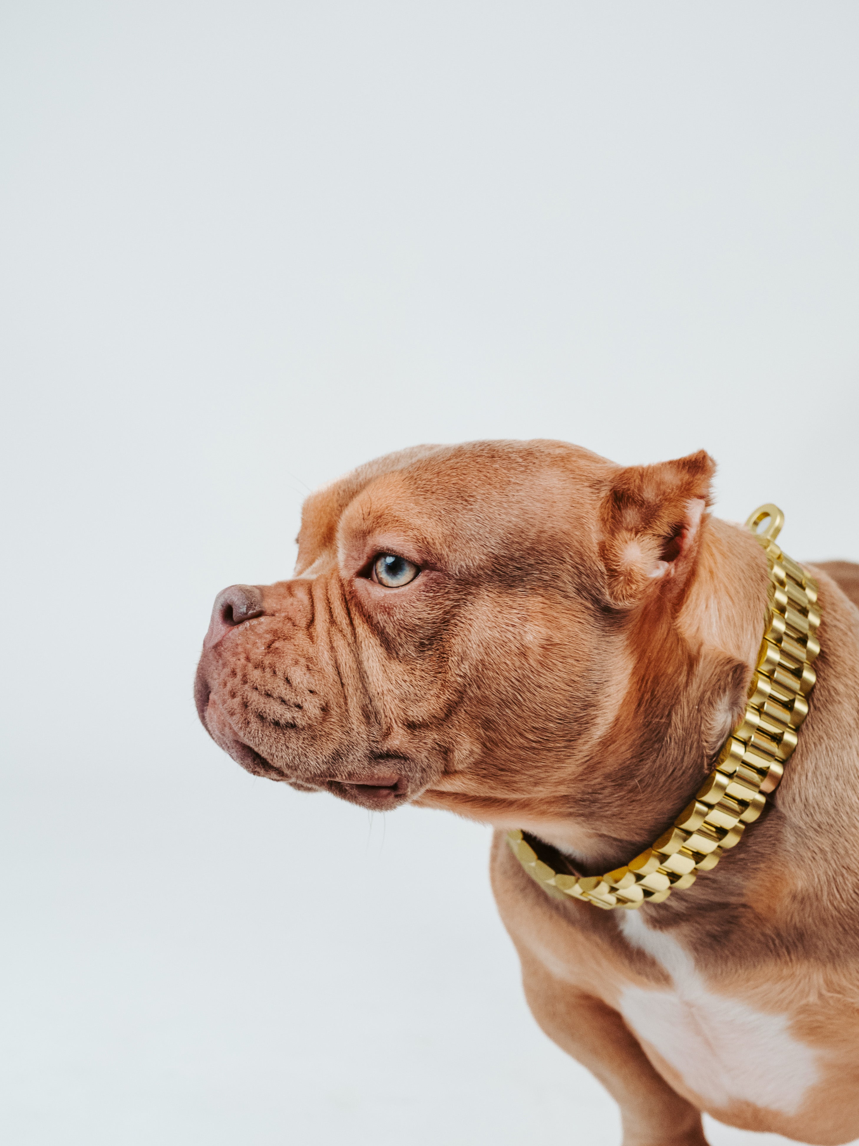 DeadPrez: Full Gold